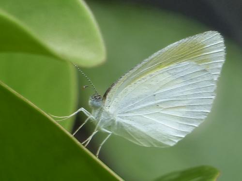 Réf. 157 189 : Eurema elathea