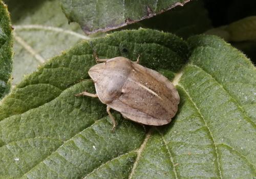 Réf. 157 362 : Eurygaster austriaca