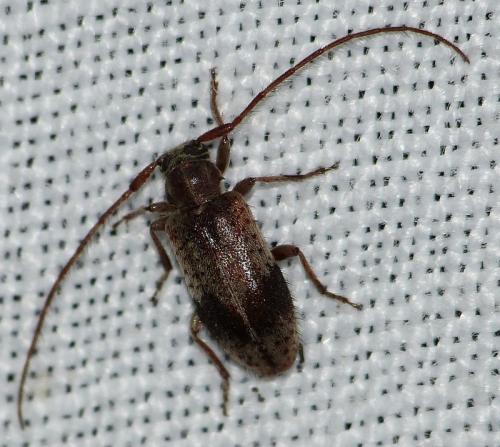 Exocentrus punctipennis