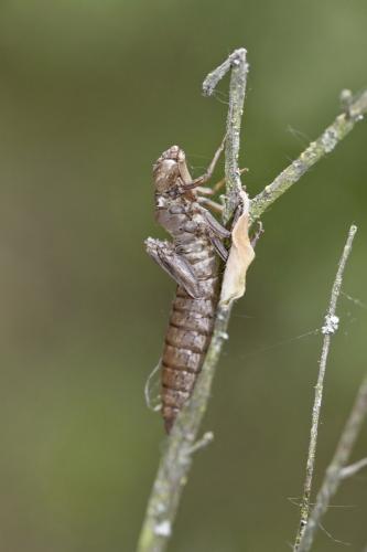 Brachytron pratense