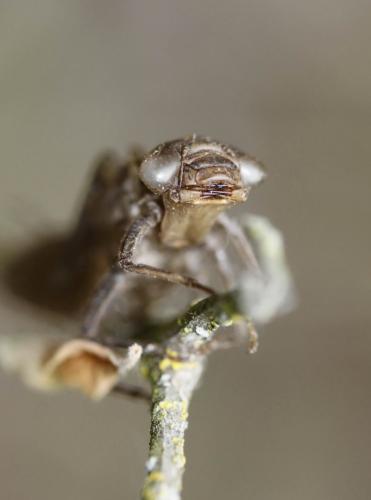 Brachytron pratense