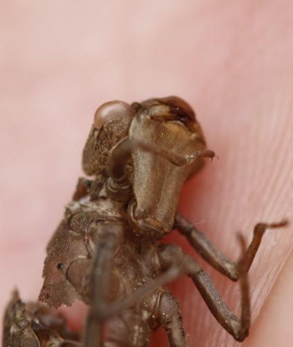 Brachytron pratense