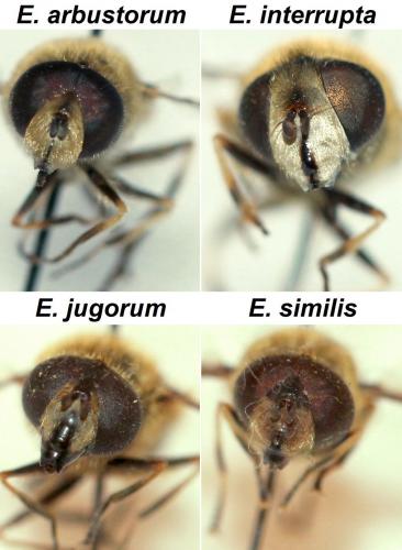 Eristalis divers