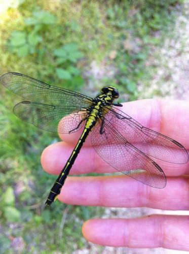 Gomphus vulgatissimus
