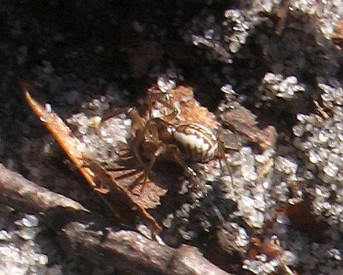 Neriene peltata