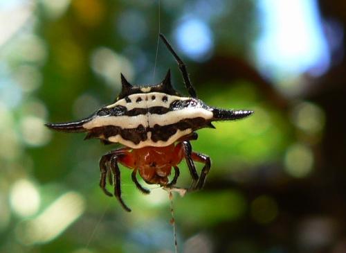 Gasteracantha rhomboidea