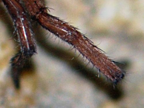 Réf. 157 104 : Haplodrassus rufipes