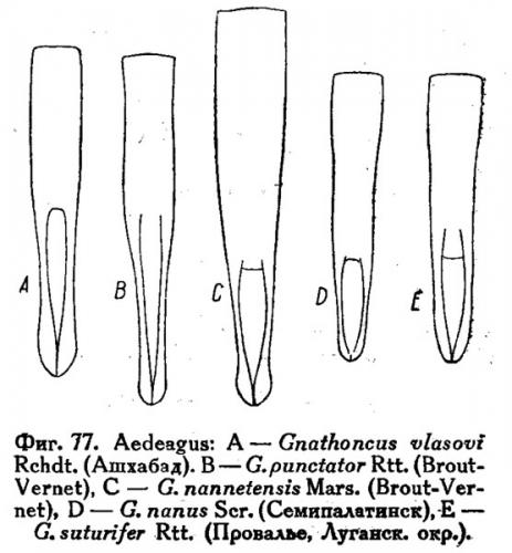 Gnathoncus divers