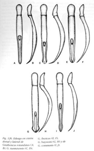Réf. 157 963 : Gnathoncus divers