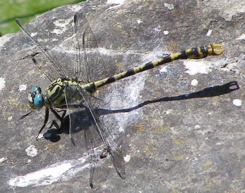 Onychogomphus uncatus