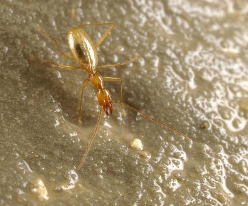 Aphaenops jeanneli