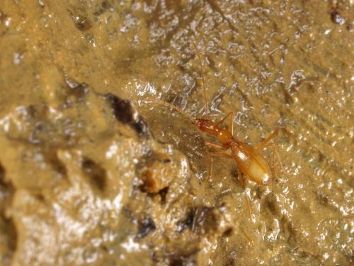 Réf. 157 029 : Aphaenops aeacus