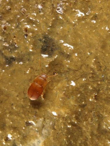 Leptinus testaceus