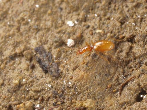 Geotrechus gallicus