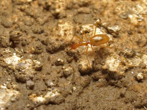 Réf. 157 136 : Aphaenops delbreili