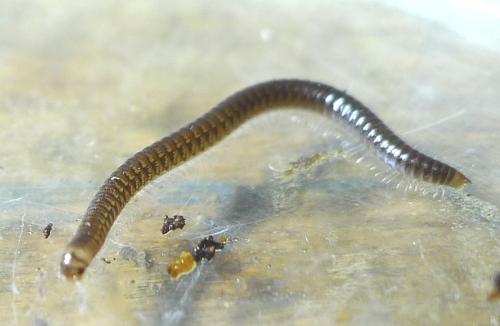 Réf. 157 730 : Leptoiulus kervillei