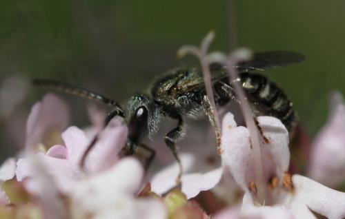 Réf. 157 058 : Lasioglossum sp.