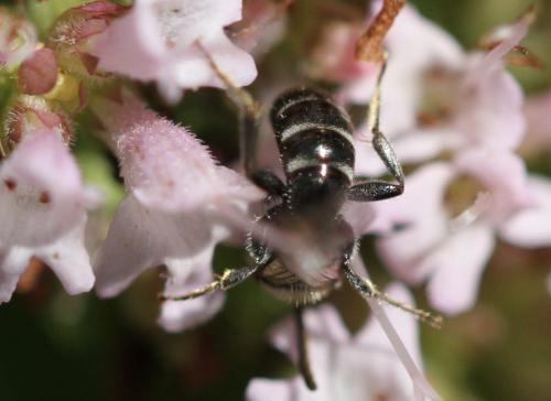 Lasioglossum sp.