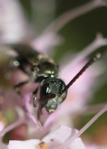 Réf. 157 060 : Lasioglossum sp.
