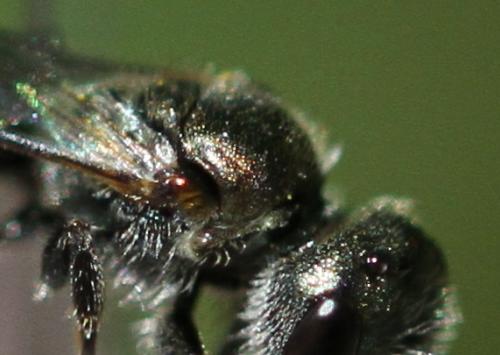 Lasioglossum sp.