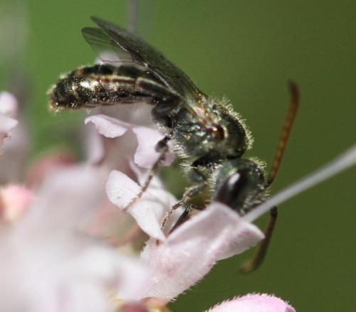 Réf. 157 059 : Lasioglossum sp.