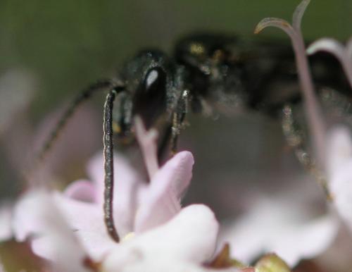 Lasioglossum sp.