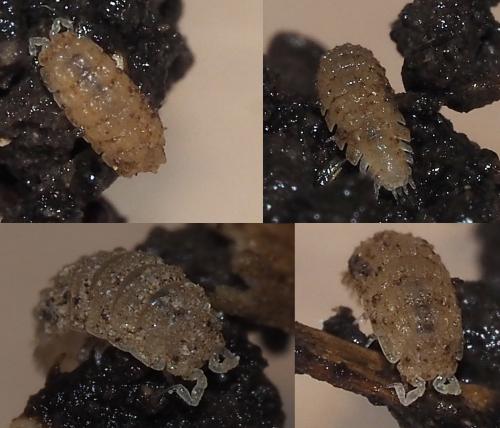 Haplophthalmus montivagus