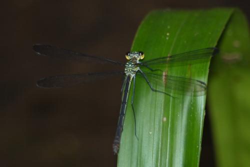 Réf. 157 876 : Heliocharis amazona