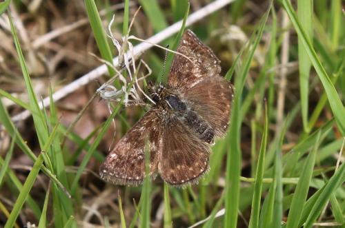 Réf. 157 368 : Erynnis tages