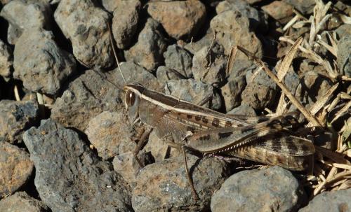 Réf. 157 719 : Heteracris littoralis