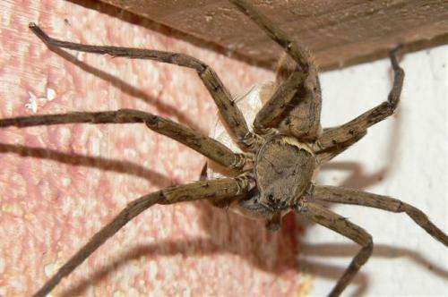 Réf. 157 837 : Heteropoda venatoria
