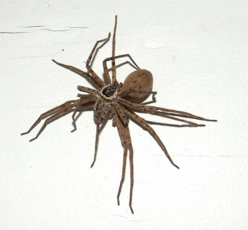 Réf. 157 863 : Heteropoda sp.