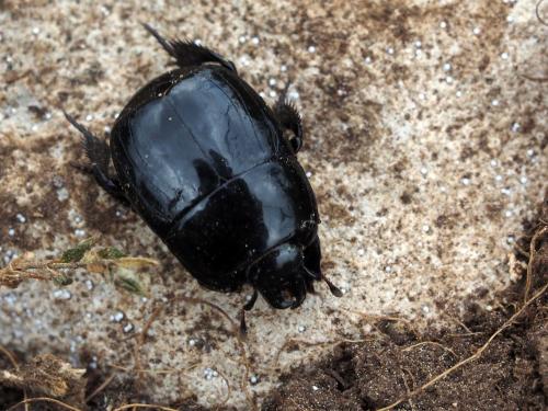 Hister quadrimaculatus