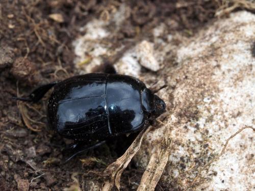 Hister quadrimaculatus