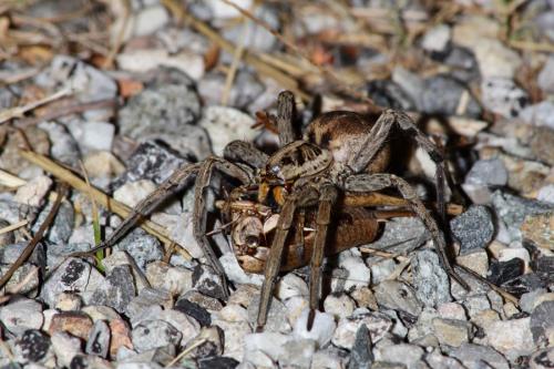 Hogna radiata