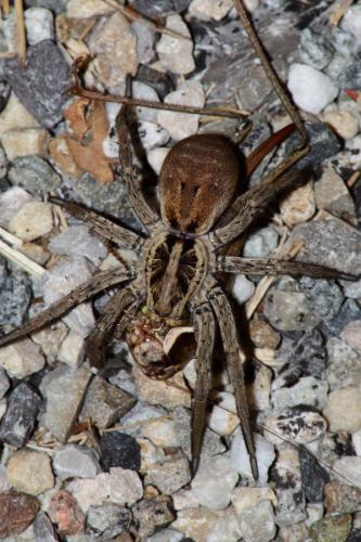 Hogna radiata