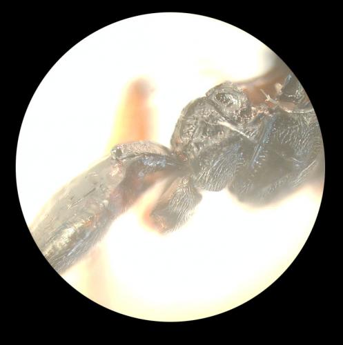 Réf. 157 486 : Microplitis sp.