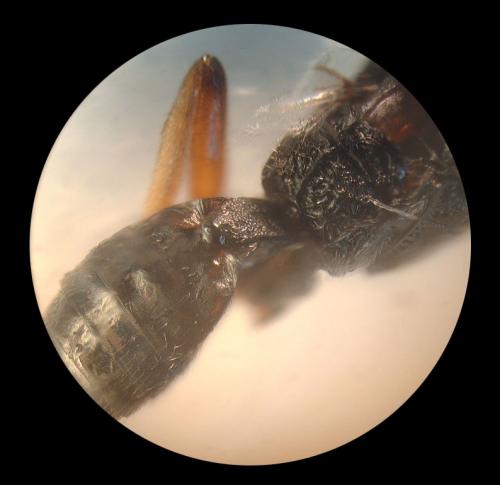 Réf. 157 485 : Microplitis sp.