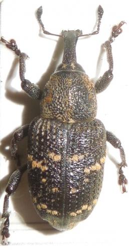 Hylobius abietis