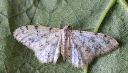 Idaea contiguaria