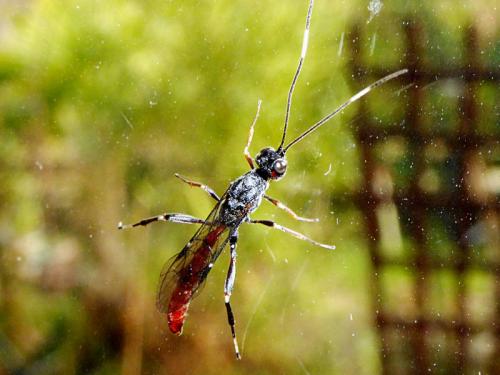 Xorides filiformis