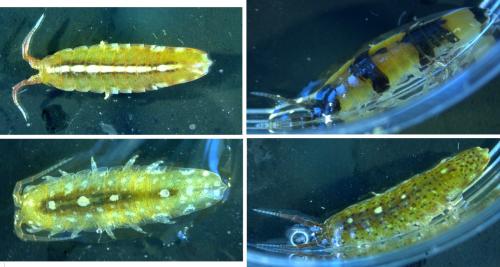 Idotea balthica