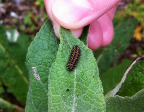 Melitaea didyma