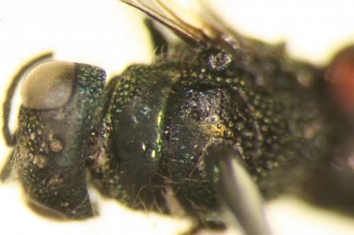 Réf. 157 490 : Pseudomalus sp.