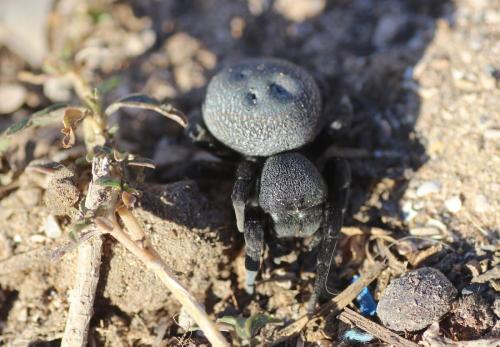 Eresus sp.