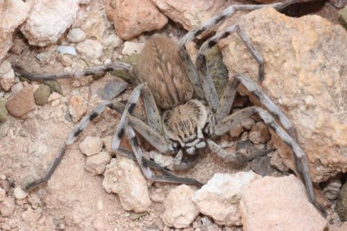 Réf. 157 909 : Eusparassus sp.