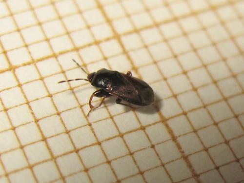 Plinthisus brevipennis