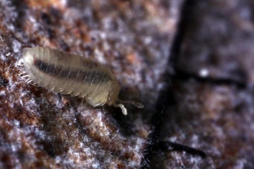 Geoglomeris duboscqui