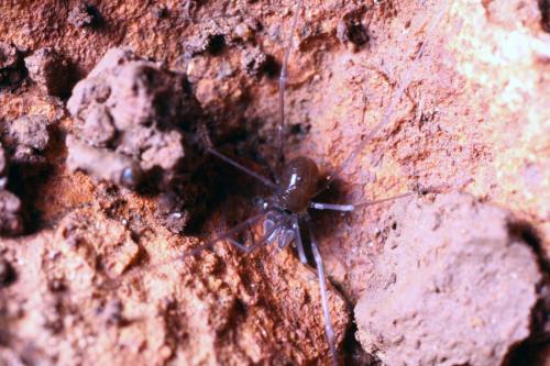 Sabacon paradoxus