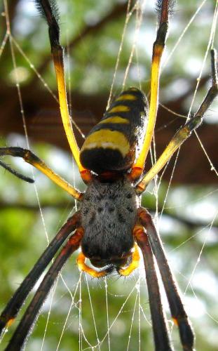 Trichonephila senegalensis